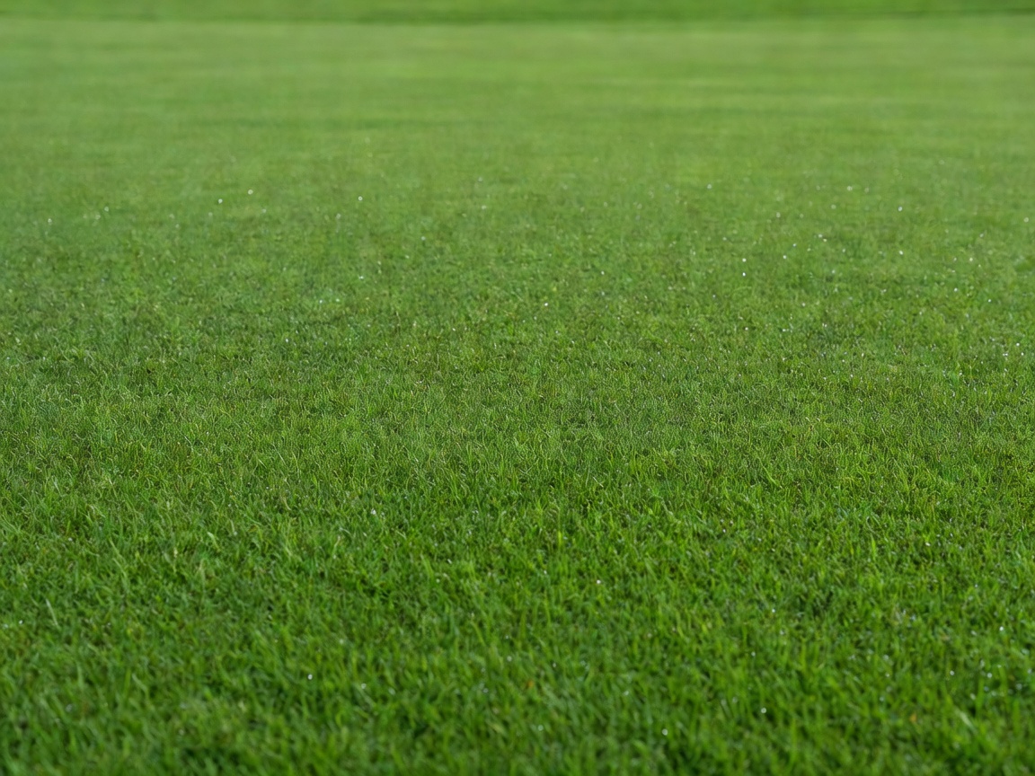Close up view of the surface of a pristine putting green
